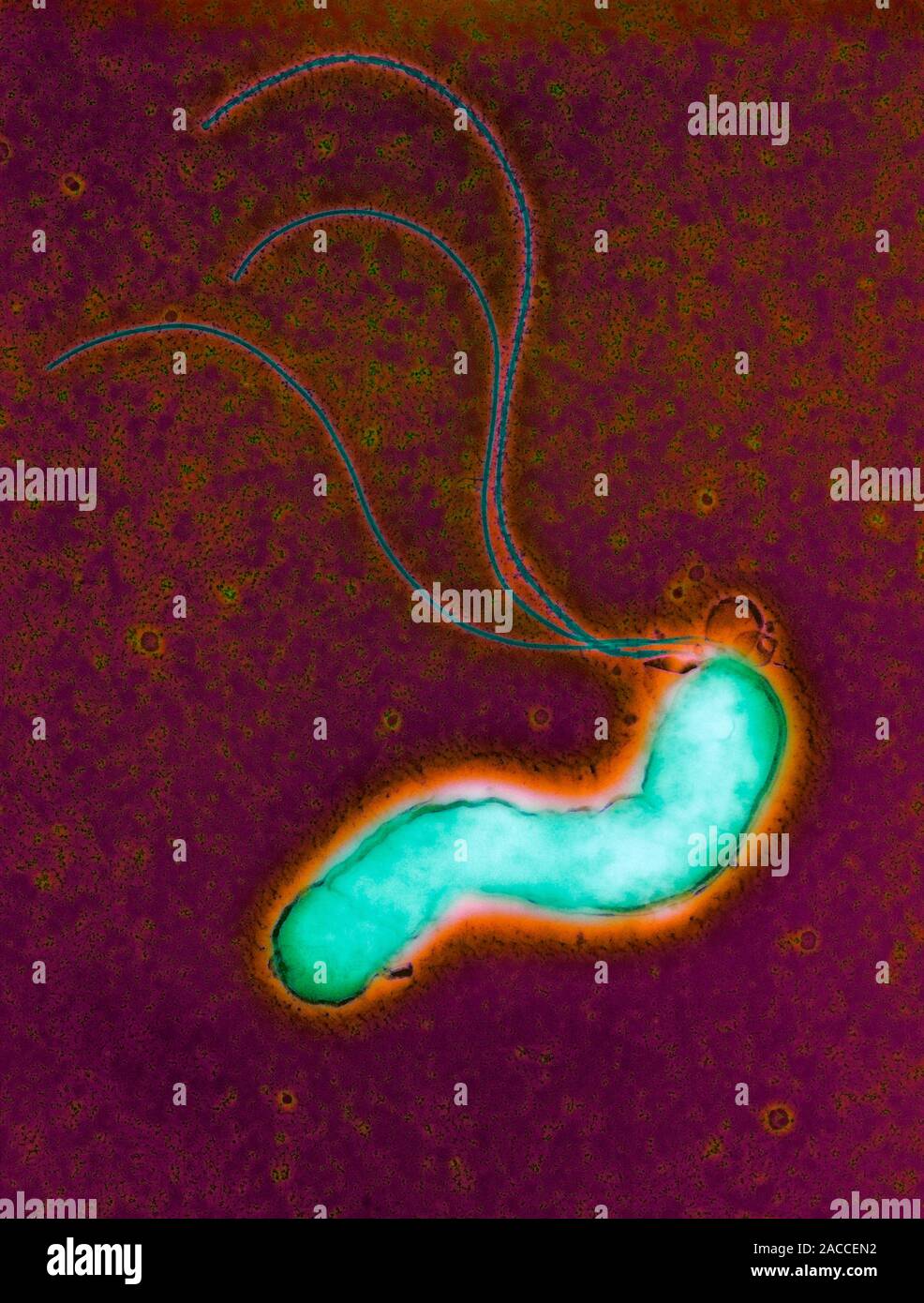 Helicobacter pylori bacterium. Coloured transmission electron