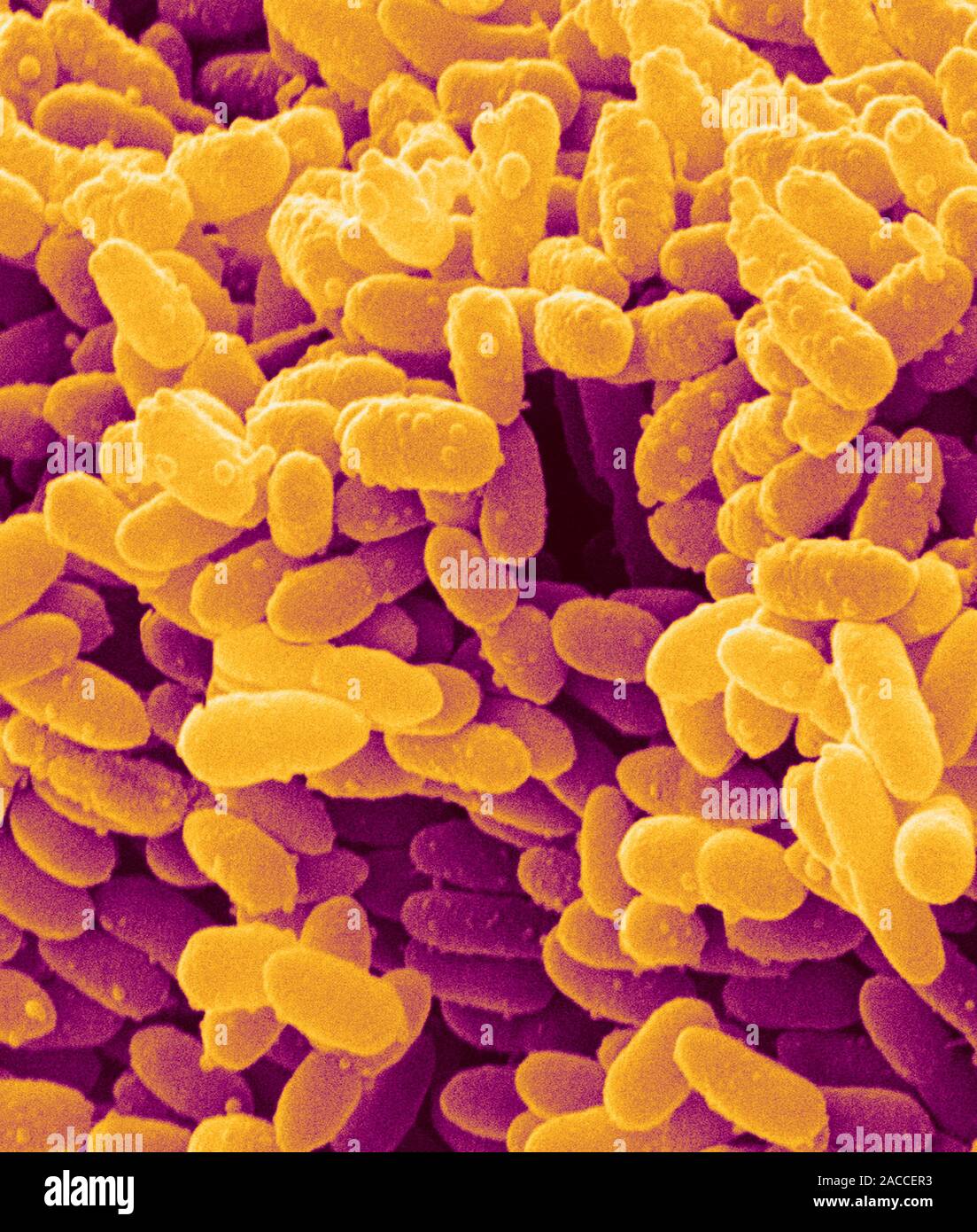 продукты питания. микрофлора фруктов. микрофлора фруктов. овощи. микрофлора фруктов.