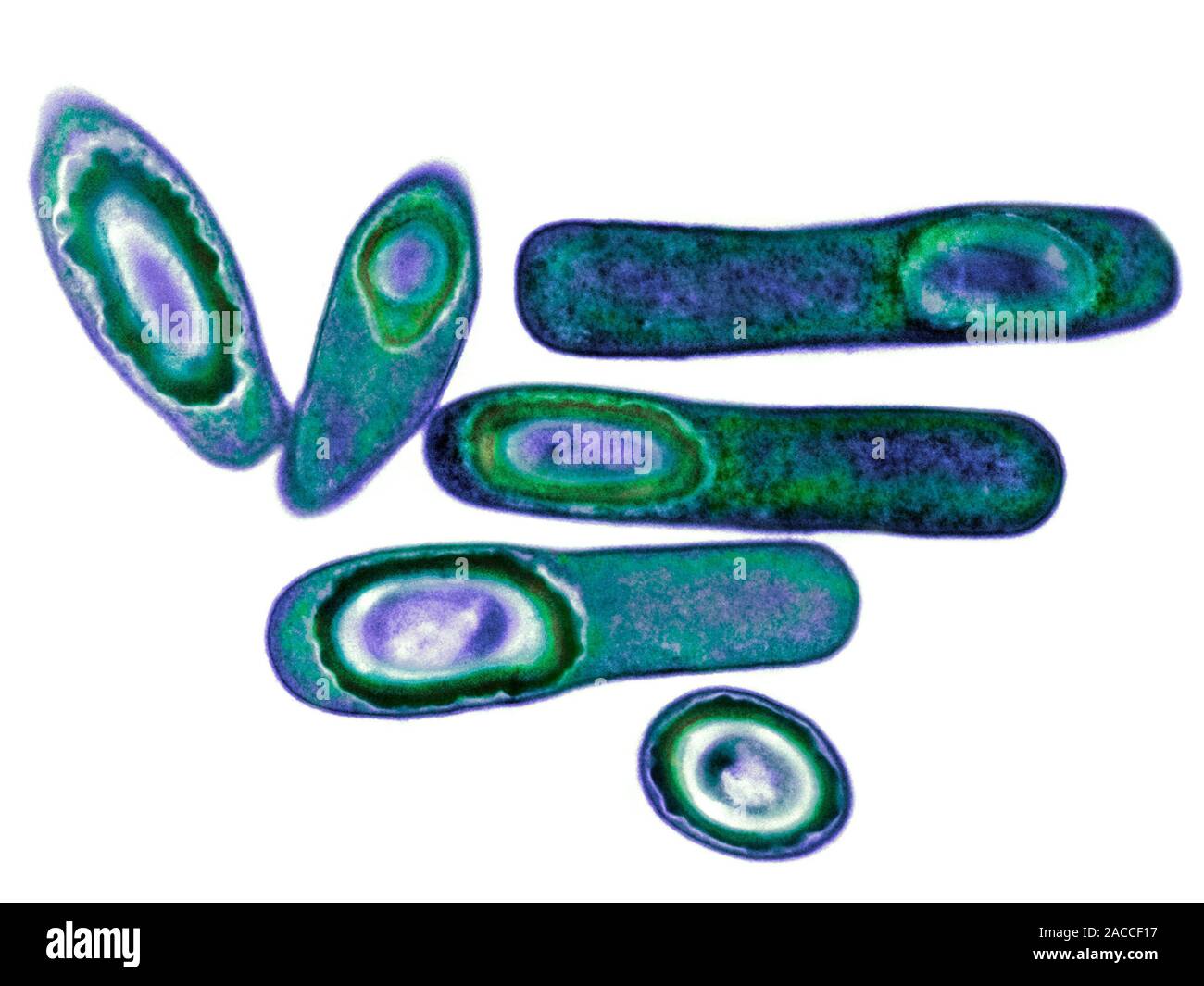 Спора бактерии. Спора бактерии. Споры бактерий. Спорообразование у бактерий схема. Цисты бактерий.