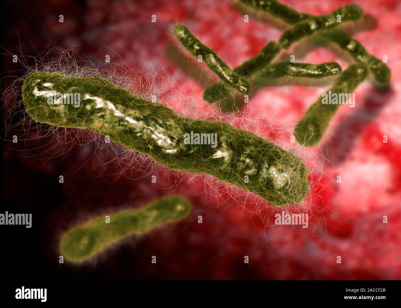 Бактерия вызывающая язву. Бацилла антрацис. Сибирская язва возбудитель бактерия. Bacillus anthracis, а22 (Сибирская язва).