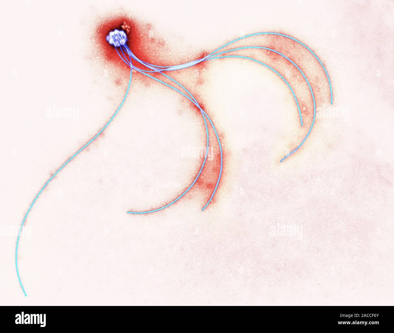 Flagella of a spiral bacterium. Coloured transmission electron