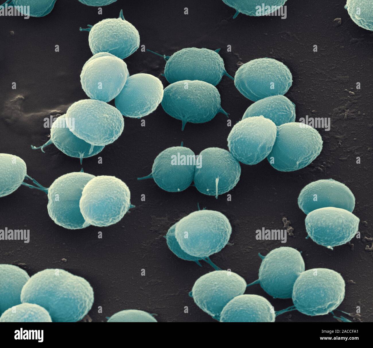 Bacillus coagulans, coloured scanning electron micrograph (SEM ...