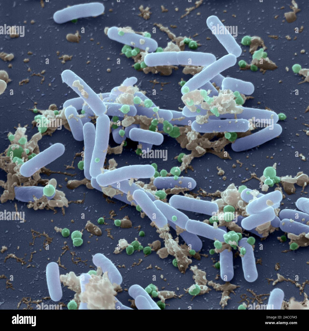 ковид микроб. кишечная палочка escherichia coli. бациллы бактерии. палочки бактерии бациллы. Bacillus pumilus.