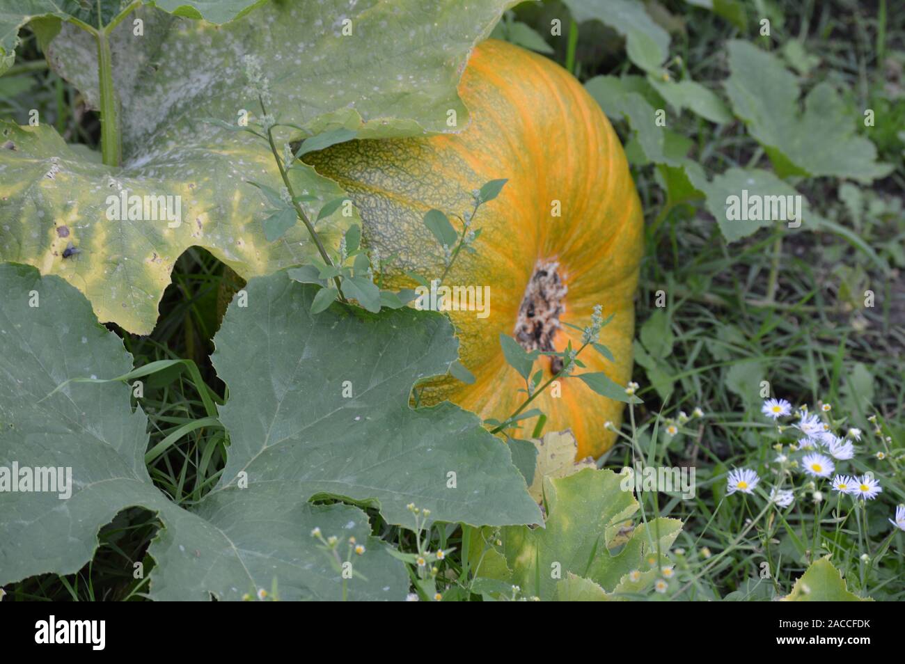 Pumpkins growing in the garden Stock Photo - Alamy