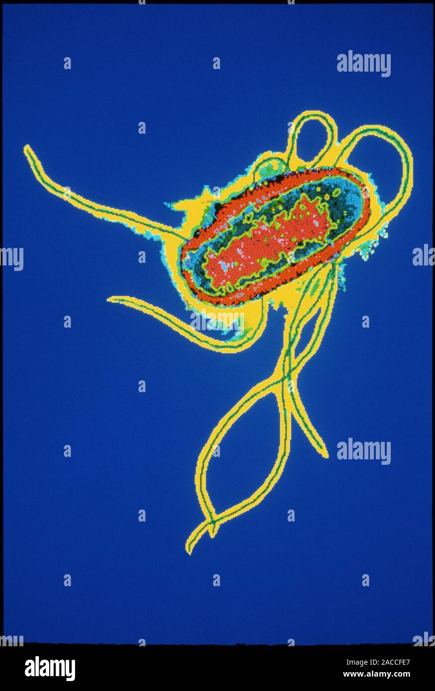 E. coli bacteria. Coloured transmission electron micrograph of an ...