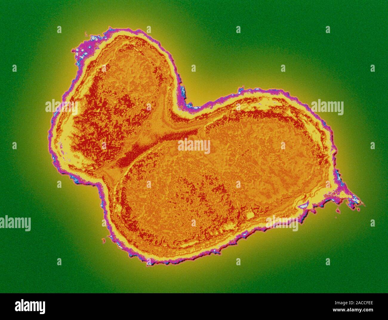 E. coli bacteria. Coloured transmission electron micrograph (TEM) of a