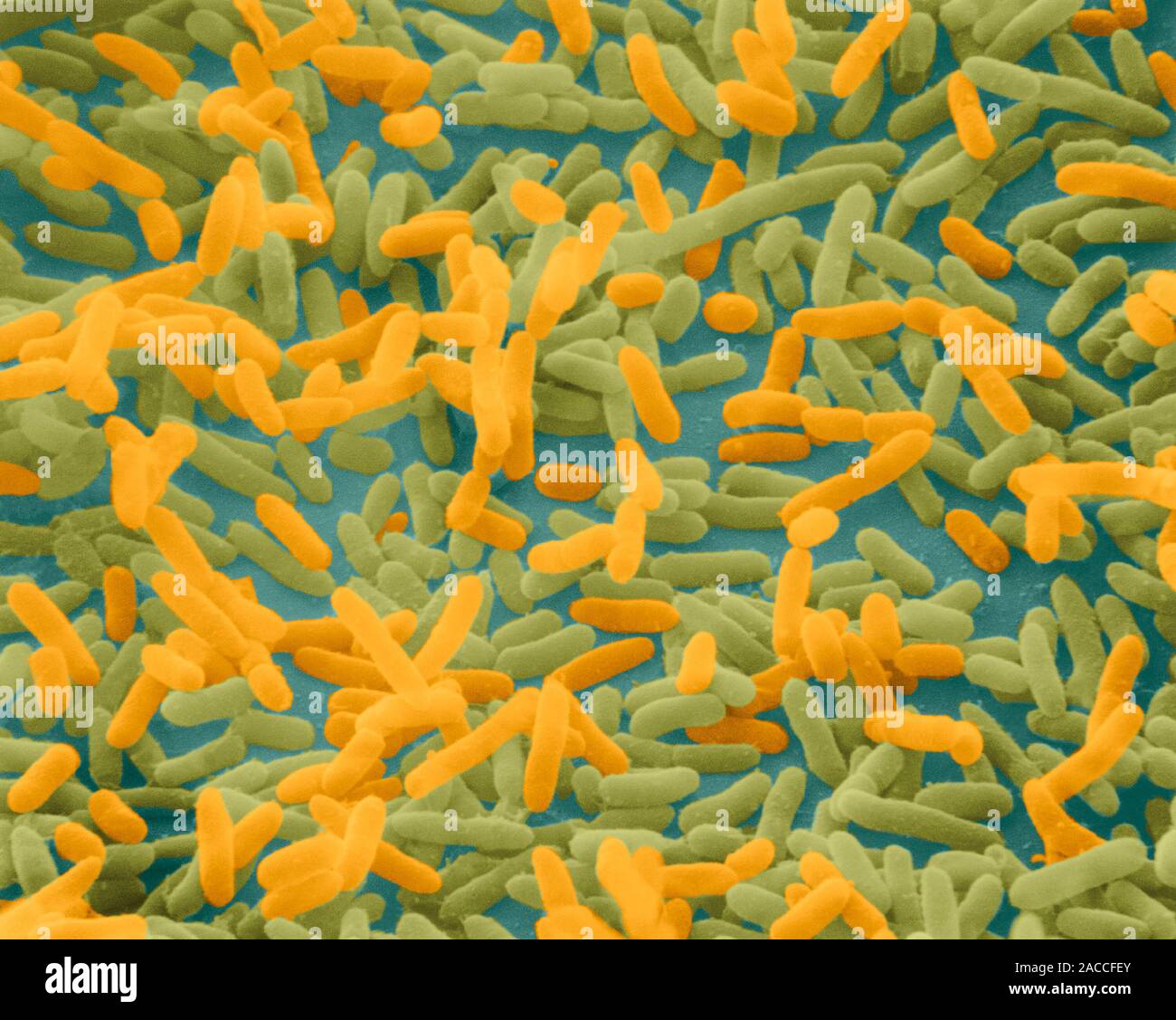 E. Coli Bacterium E. coli bacteria. Coloured scanning electron micrograph of the rod ...