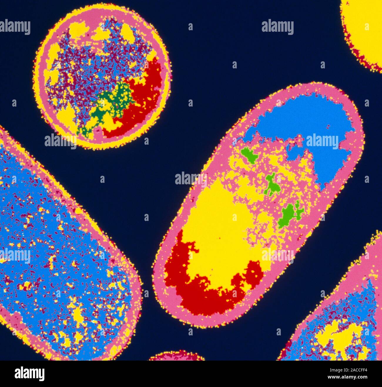 Escherichia coli. Coloured transmission electron micrograph (TEM) of a ...