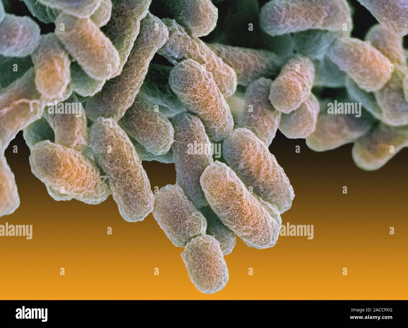 E. coli bacteria. Coloured scanning electron micrograph (SEM) of ...