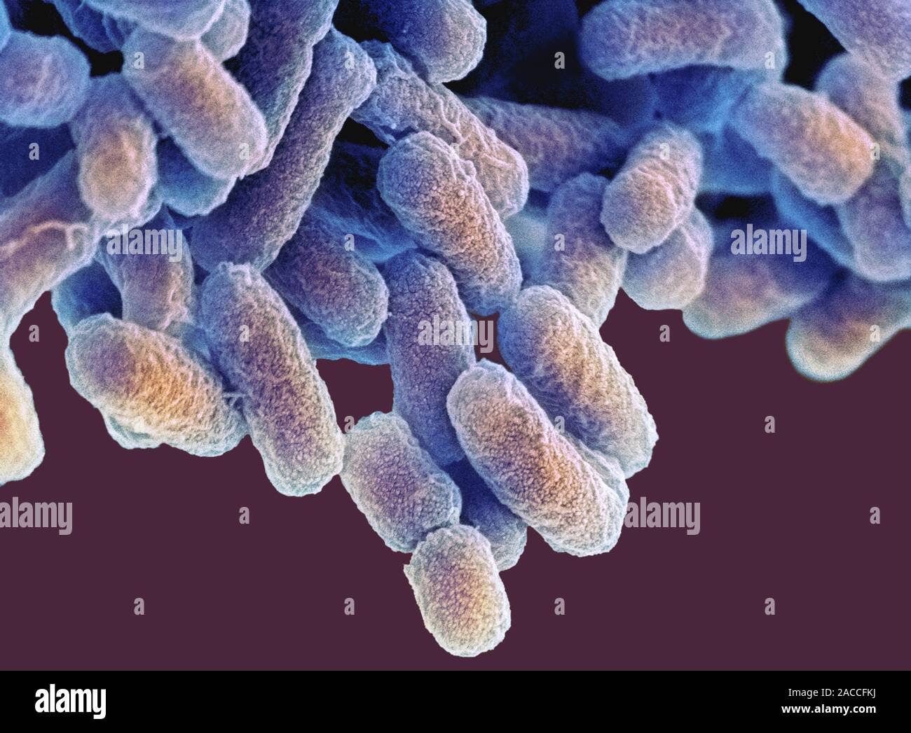 E. coli bacteria. Coloured scanning electron micrograph (SEM) of ...