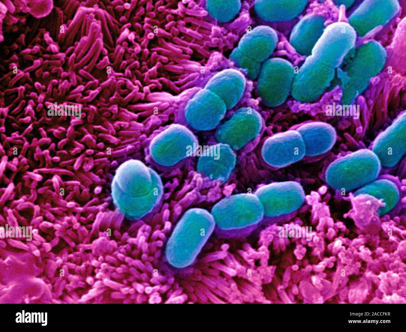 E. coli bacteria. Coloured scanning electron micrograph (SEM) of