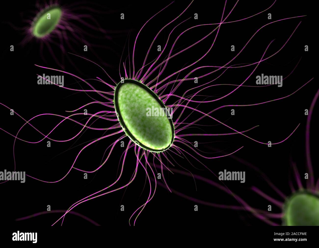 бактерии со жгутиками. основные типы жгутиков микробиология. бактерии со жгутиками. бактериальный жгутик. строение жгутика бактерий.