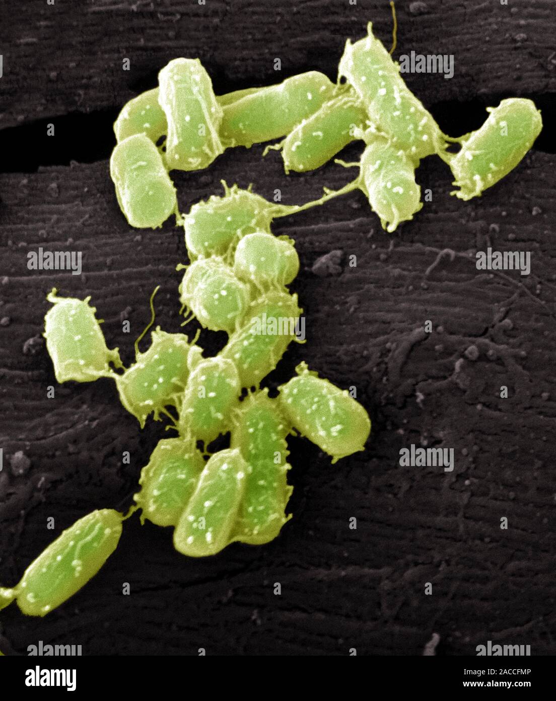 E. coli bacteria. Coloured scanning electron micrograph (SEM) of ...