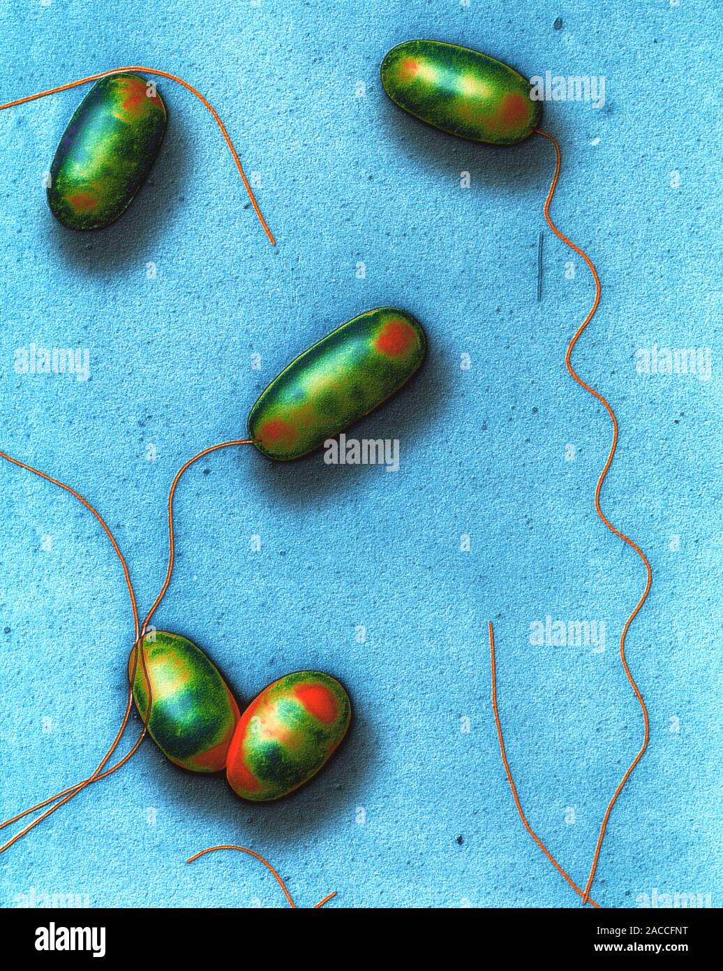 Legionella bacteria. Coloured transmission electron micrograph (TEM) of a section through