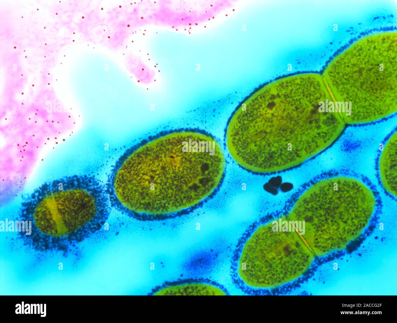 Streptococcus bacteria. Transmission electron micrograph of a chain of