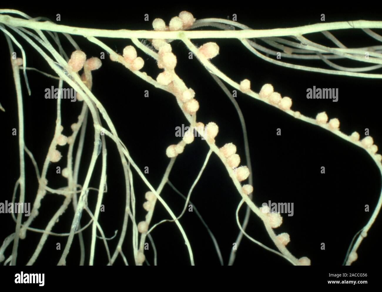 ризобиум бактерия. бактерии rhizobium. бактерии rhizobium. азотфиксирующие клубеньки. клубеньковые бактерии ризобиум.