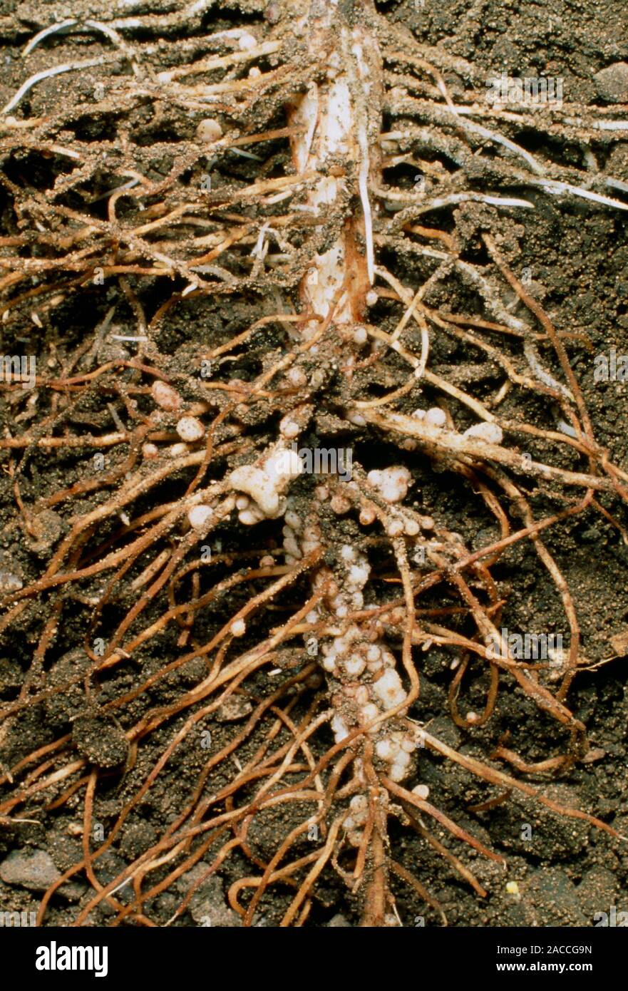 Macrophotograph of root nodules on the roots of the broad bean, Vicia