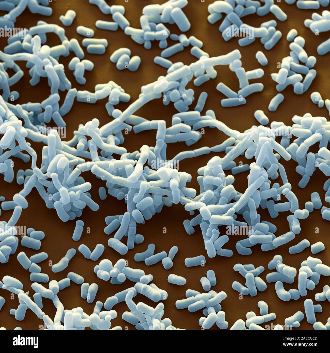 Streptomyces bacteria. Coloured scanning electron micrograph (SEM) of ...