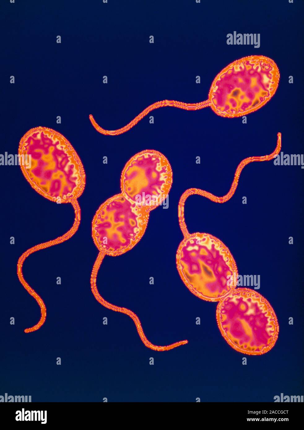 Coloured transmission electron micrograph (TEM) of the sulphureating bacteria, Thiocystis sp