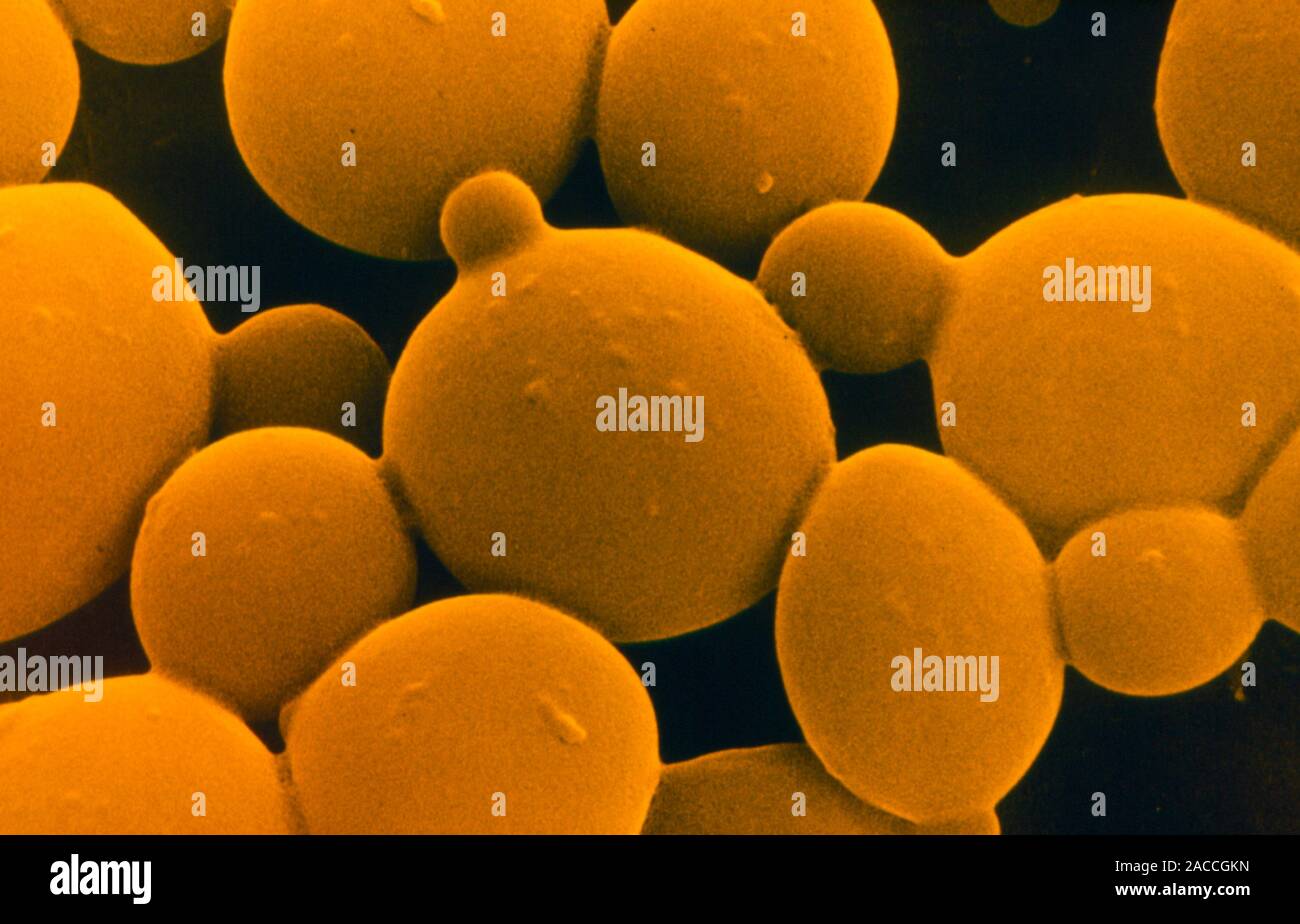 Yeast. Coloured scanning electron micrograph (SEM) of yeast cells, Saccharomyces cerevisiae
