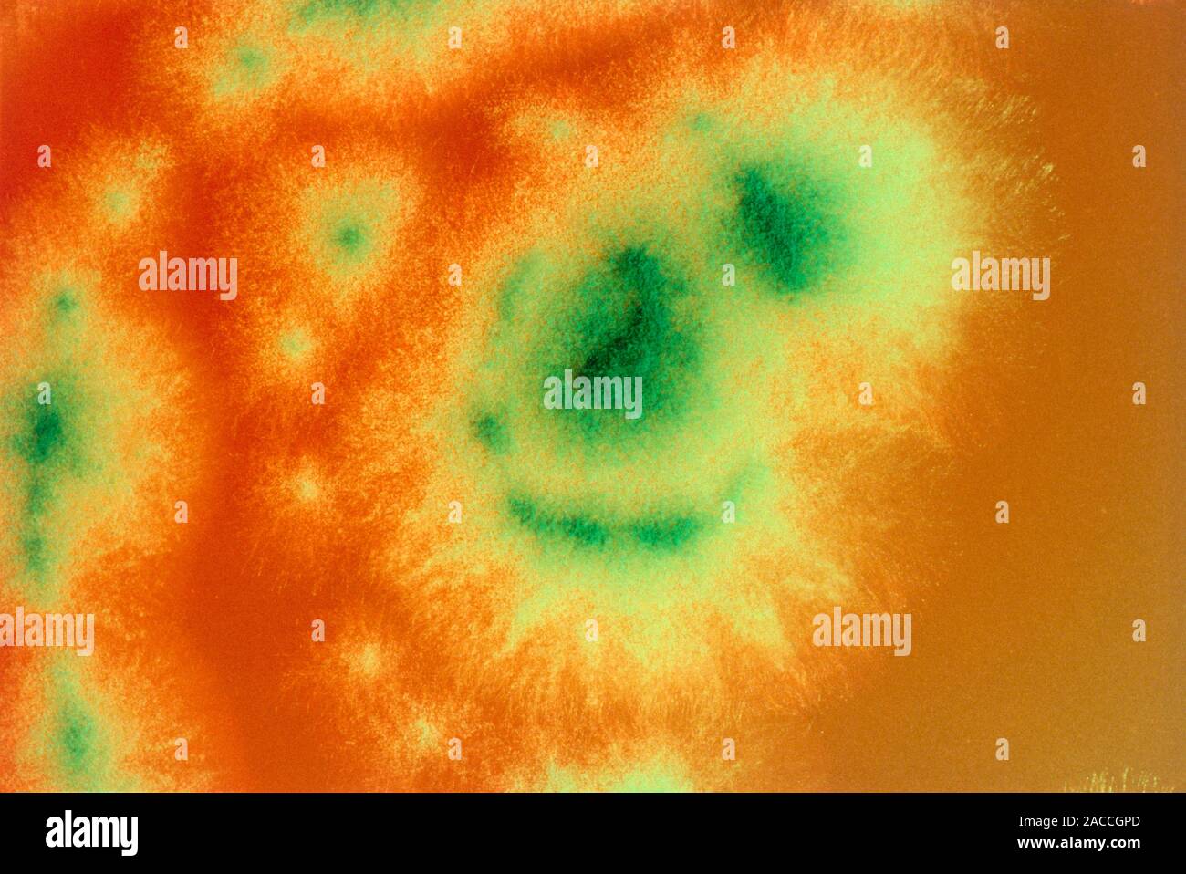 Macrophotograph (filtered) of Penicillium roqueforti, an economically