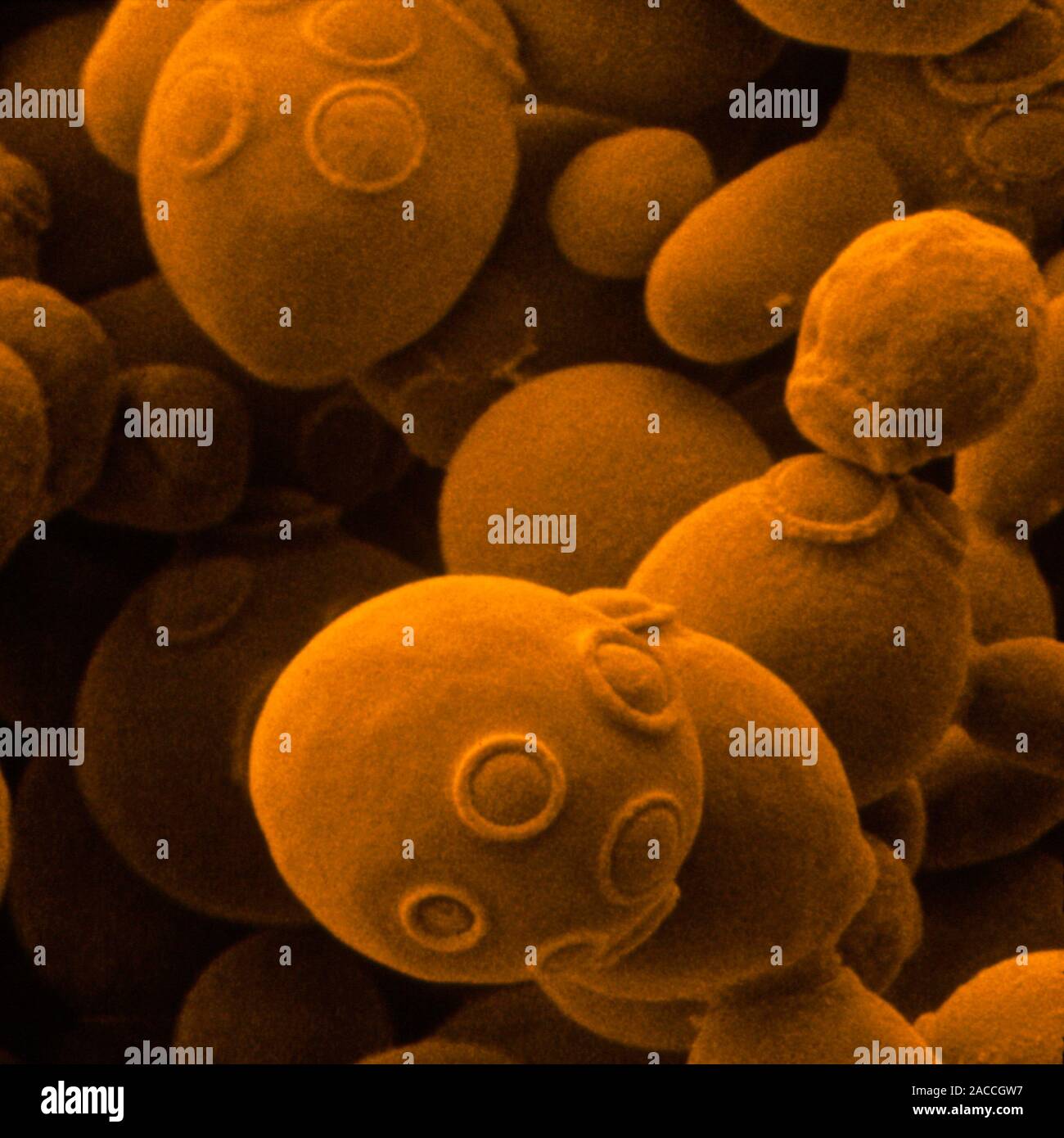 False colour scanning electron micrograph of the unicellular yeast