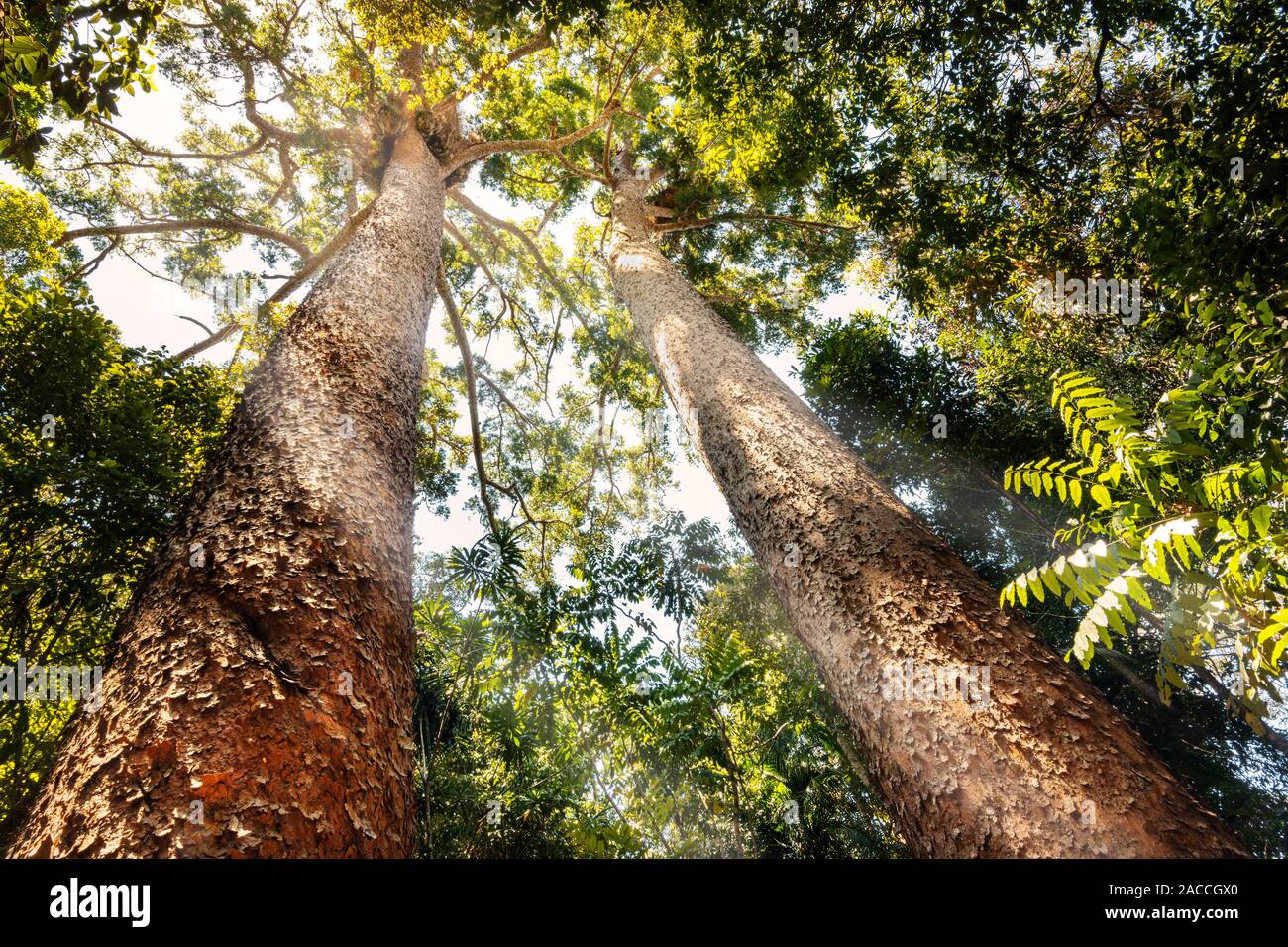 Rare Twin Kauri Pines with sunbeams shining through the canopy. Stock Photo