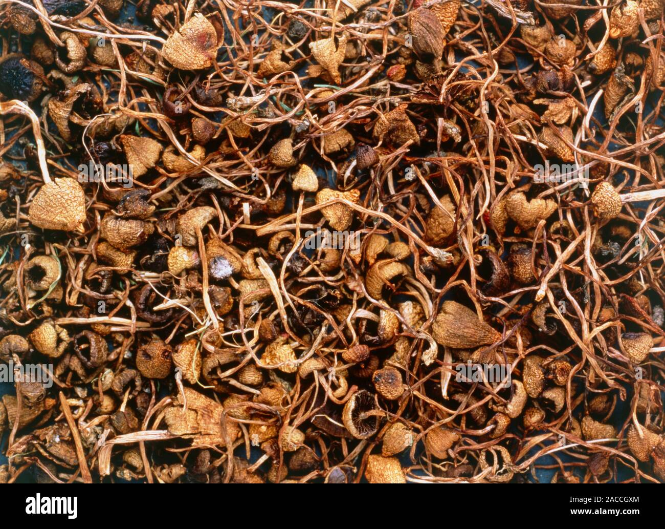 dried-halucinogenic-liberty-cap-mushrooms-psilocybe-semilanceata