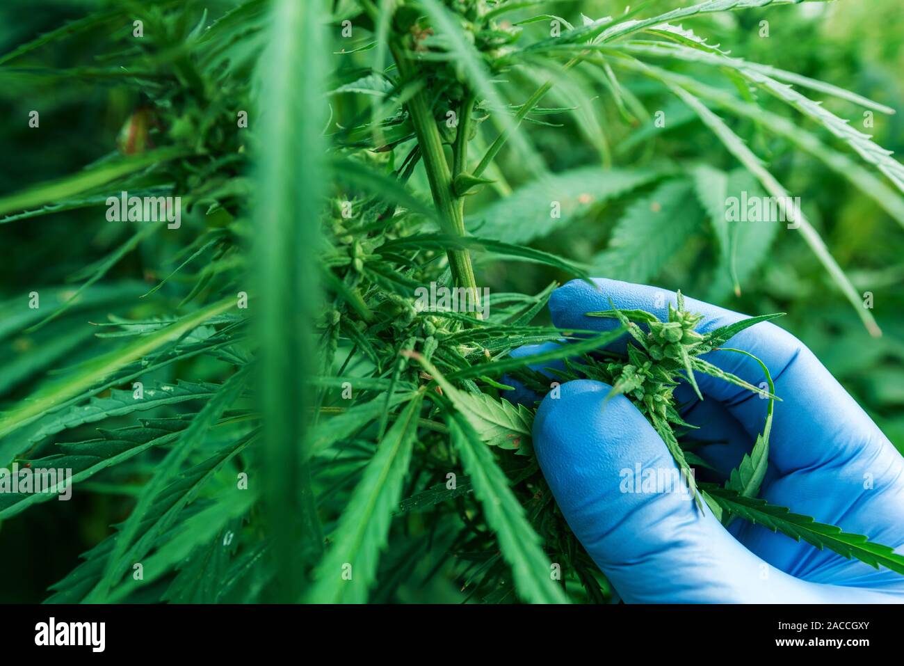 Scientist examining development of Cannabis sativa plant, close up of hand with protective gloves, selective focus Stock Photo