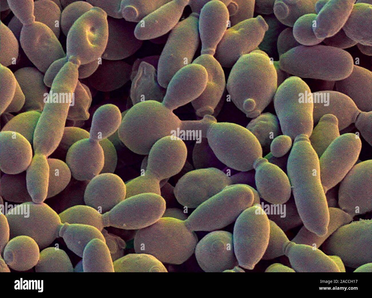 Yeast cells. Coloured Scanning Electron Micrograph (SEM) of a colony of