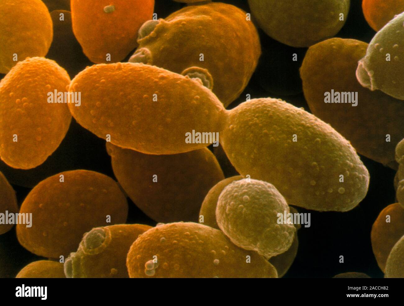 Yeast cells. Coloured scanning electron micrograph (SEM) of budding ...