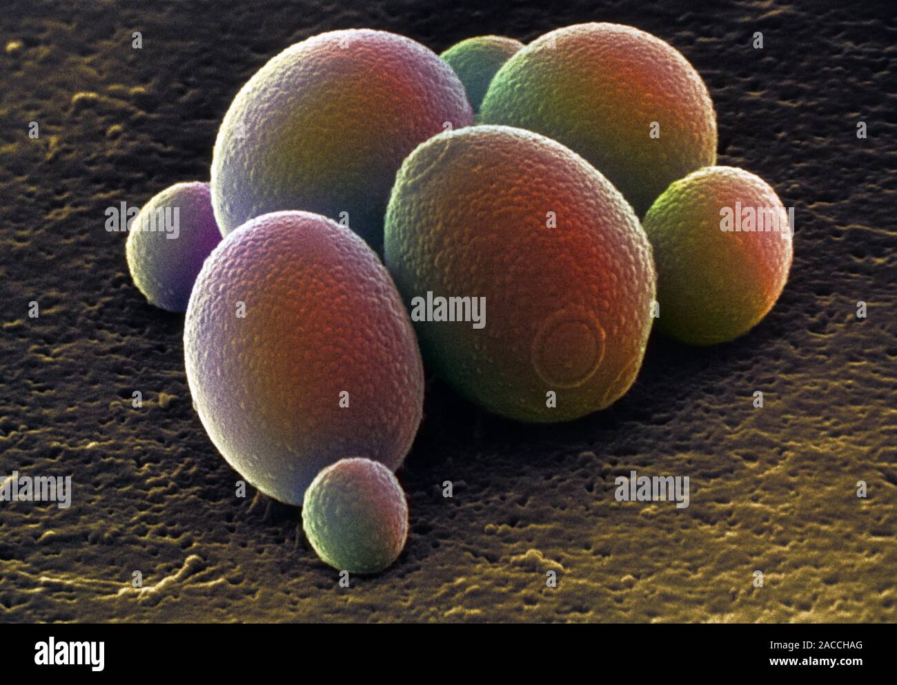 Brewer's yeast. Coloured scanning electron micrograph (SEM) of cells of
