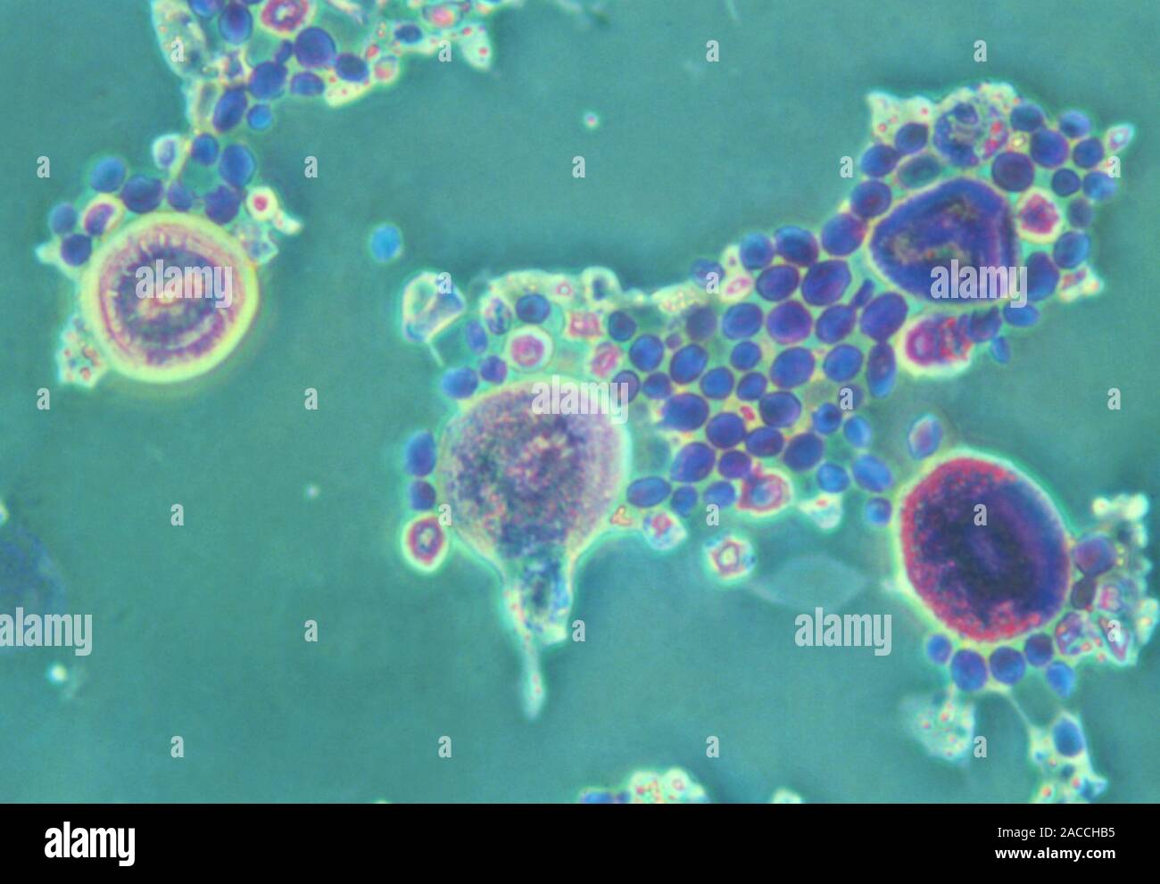 Yeast cells. Light micrograph of cells of baker's yeast (Saccharomyces