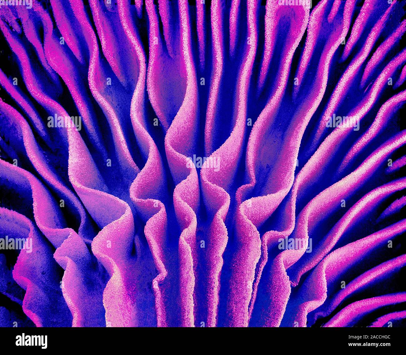 Mushroom gills. Coloured scanning electron micrograph (SEM) of the ...