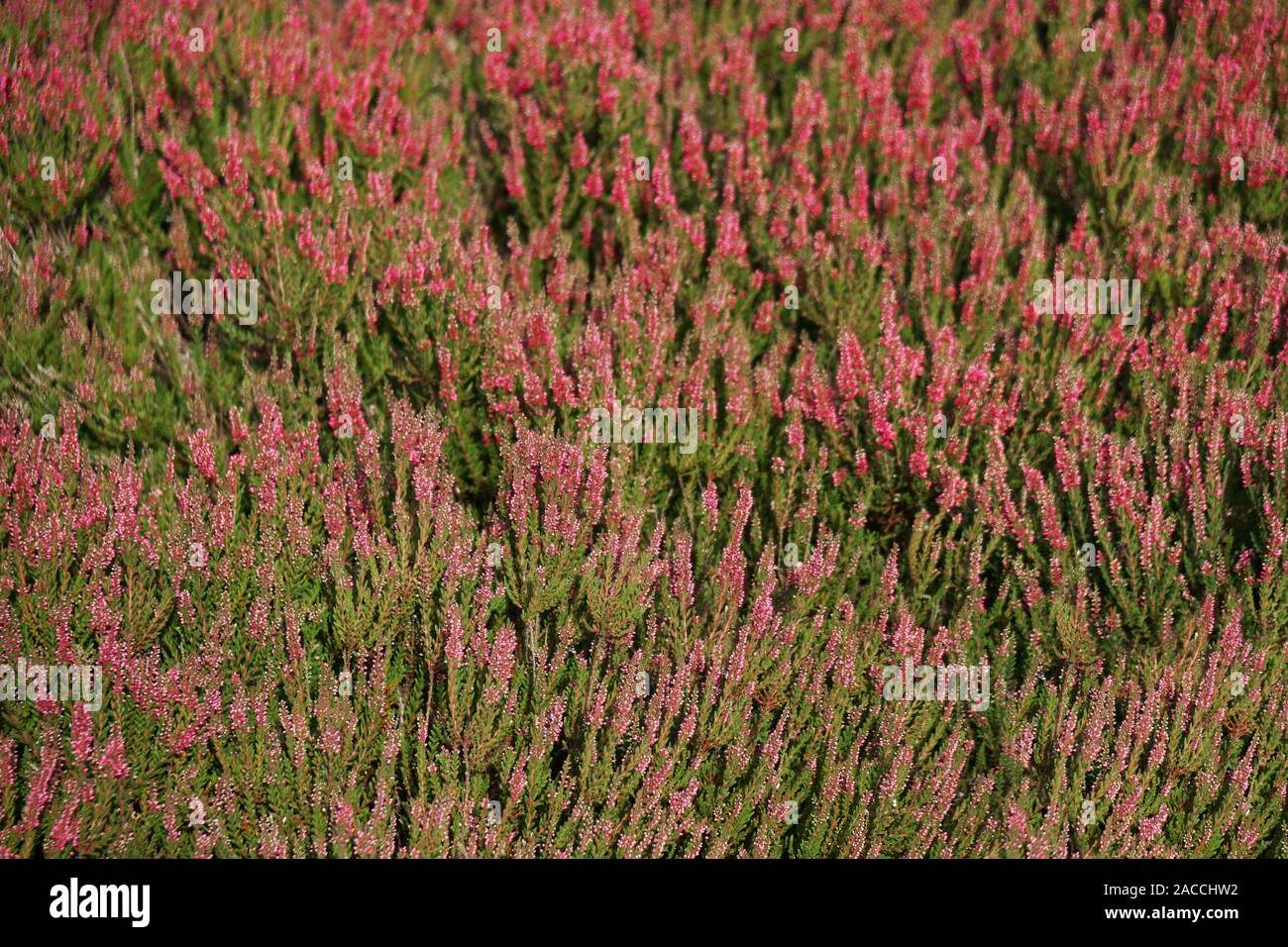 field of heather heathland nature background, Lueneburg Heath in Germany Stock Photo