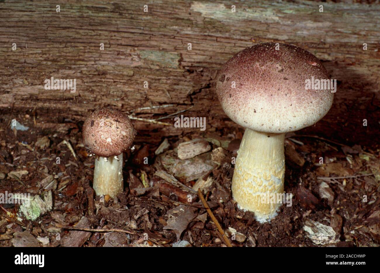 Winecap stropharia mushrooms (Stropharia rugosoannulata). This