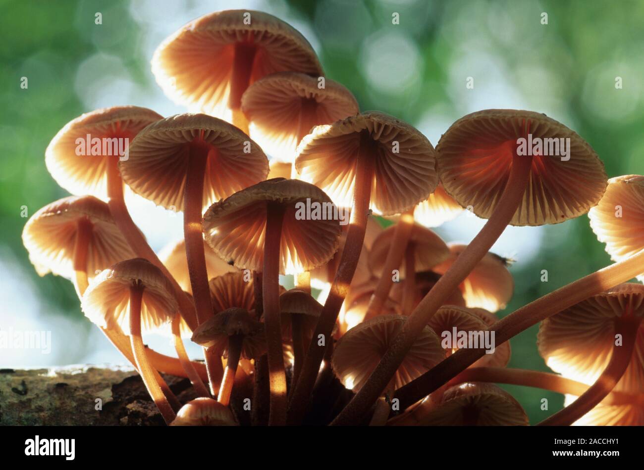 Clustered bonnet fungi (Mycena inclinata Stock Photo - Alamy