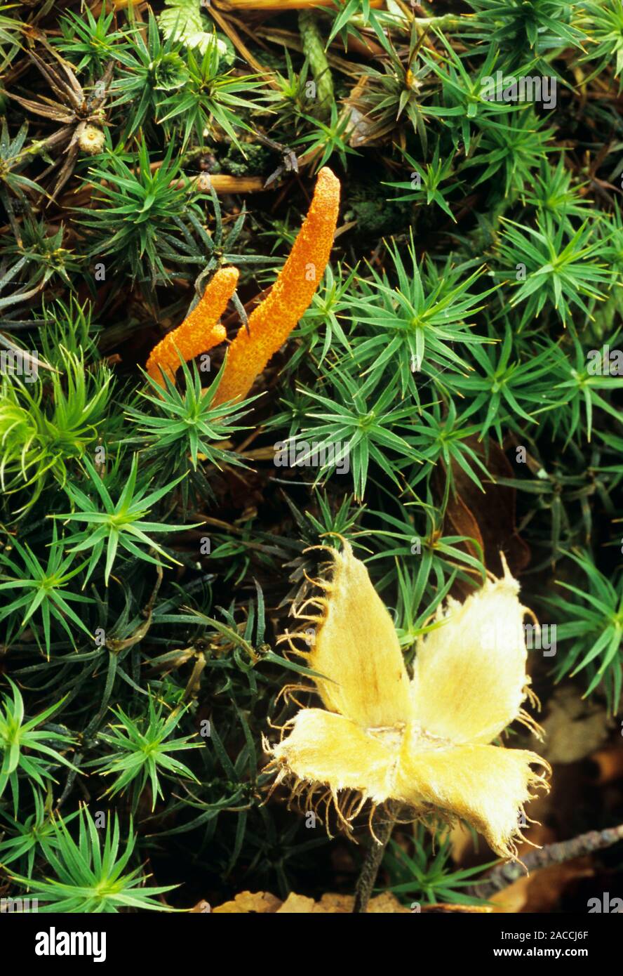 Scarlet caterpillar fungi (Cordyceps milataris) in vegetation. These