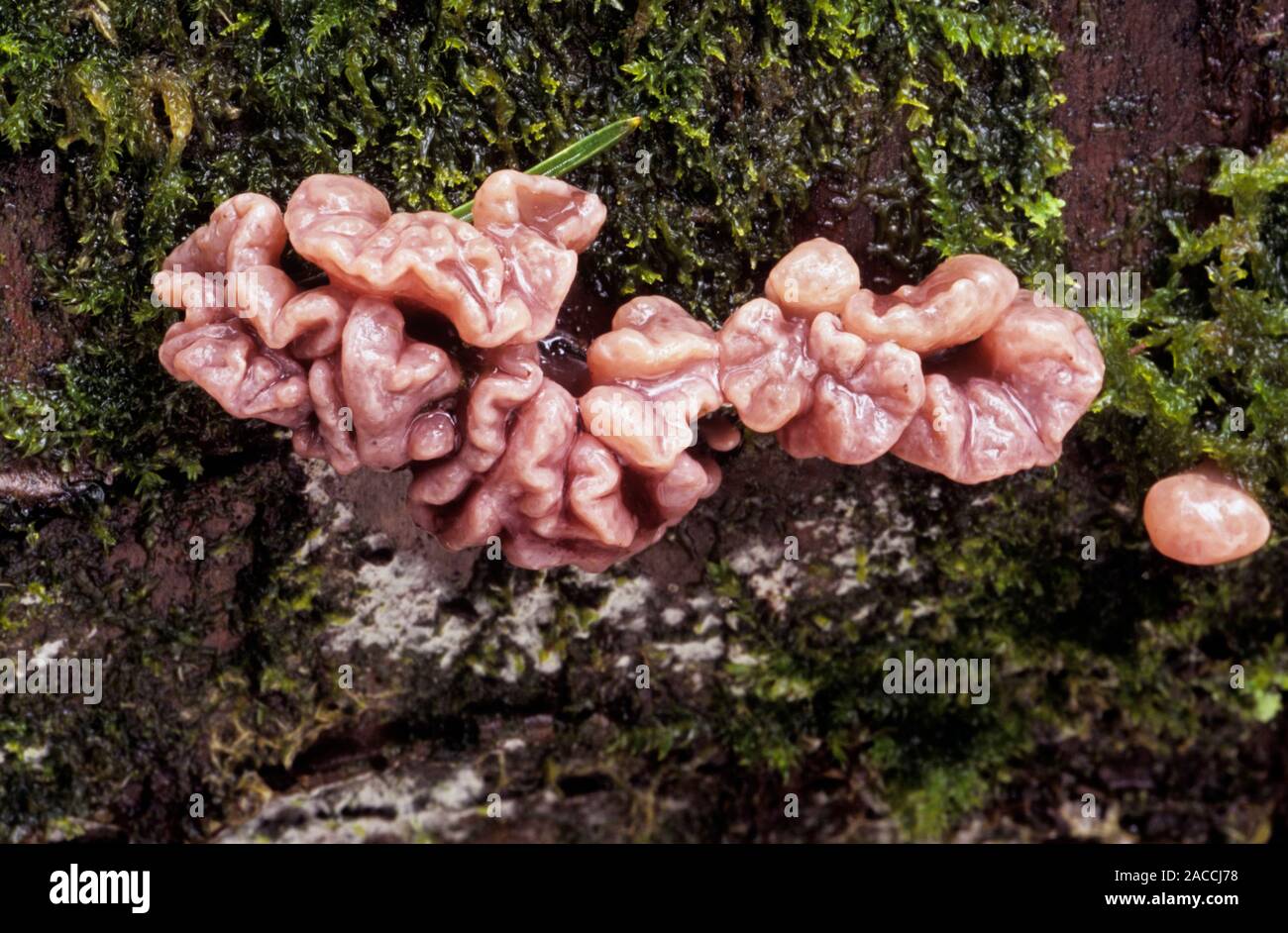 Gelatinous fungi (Ascocoryne sarcoides) growing on a tree. Photographed