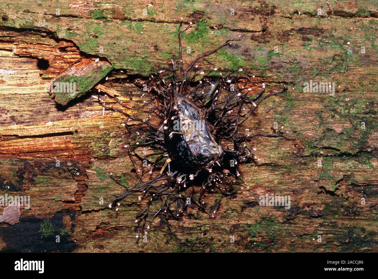 Fungus growing on a dead beetle. Fungi forming a rootlike structure