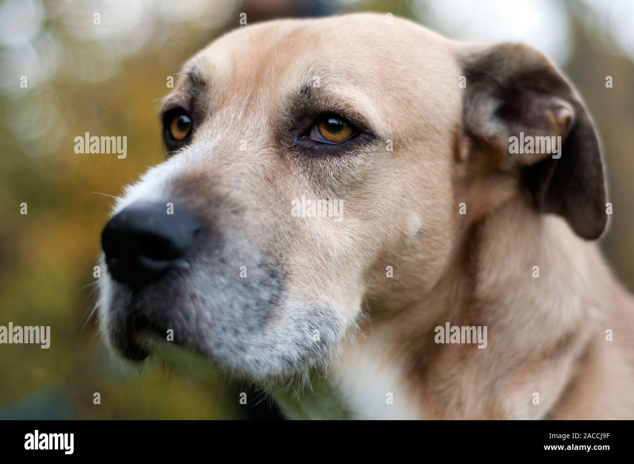 close up of a dog's face with a black big nose. beautiful golden eyes. looking far. outdoor.Animal head close up shot. Stock Photo