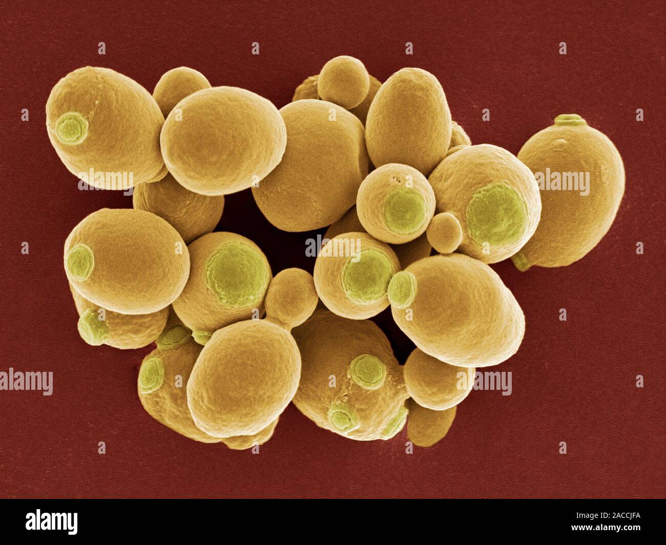 Yeast cells. Coloured scanning electron micrograph (SEM) of cells of