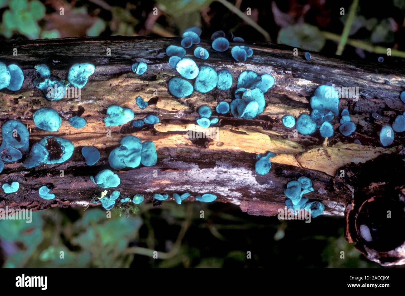 Blue stain fungi (Chlorociboria aeruginascens) on rotting wood. This inedible fungus stains the