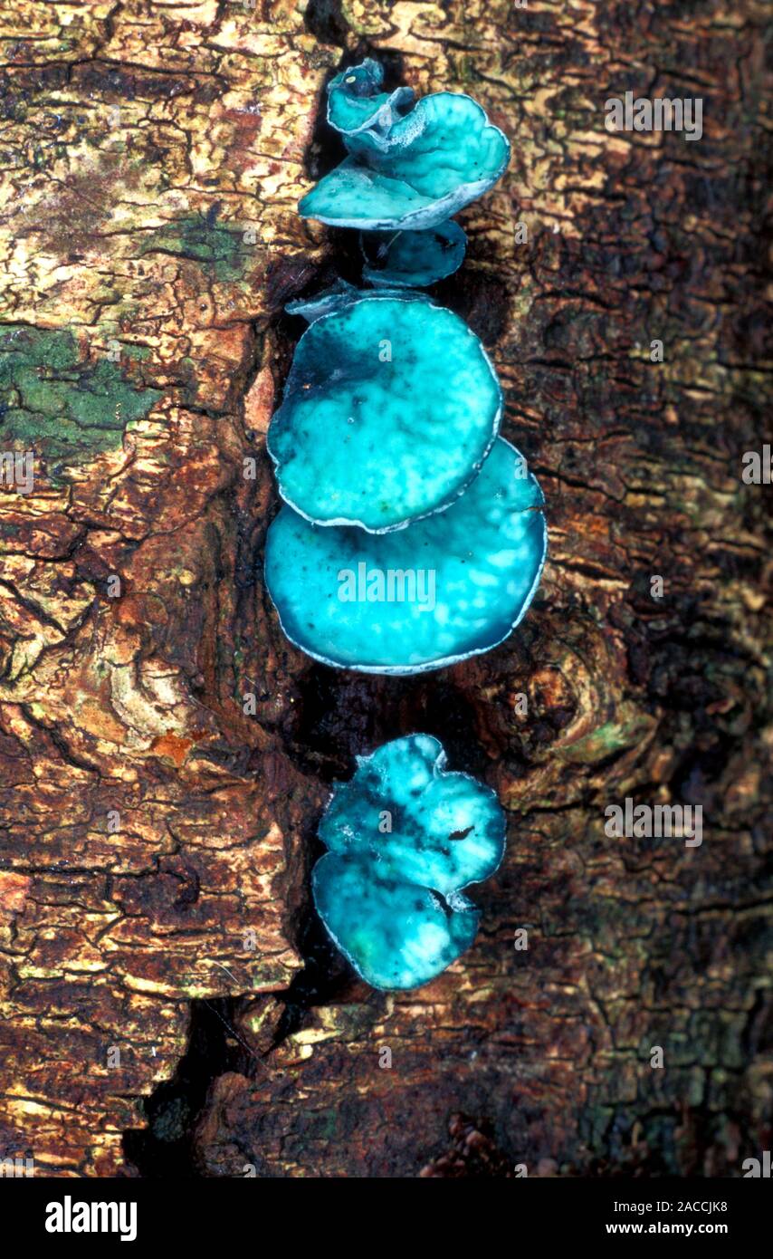 Blue Stain Fungi Chlorociboria Aeruginascens On Rotting Wood This blue-stain-fungi-chlorociboria-aeruginascens-on-rotting-wood-this