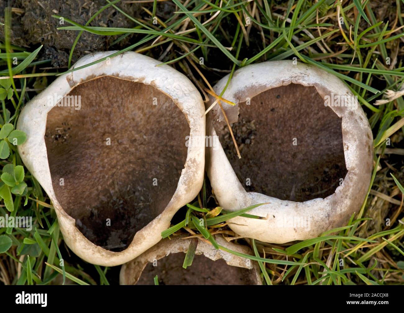 Puffball fungi (Bovista plumbea) after splitting. Photographed in ...