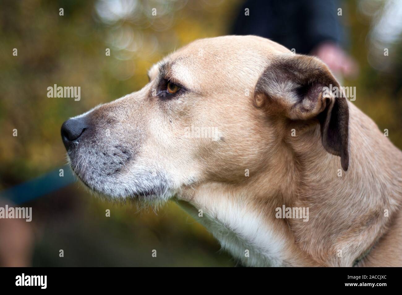 close up of a dog's face in profile with a black nose. beautiful golden eyes. looking far. outdoor.Animal head close up shot. Stock Photo