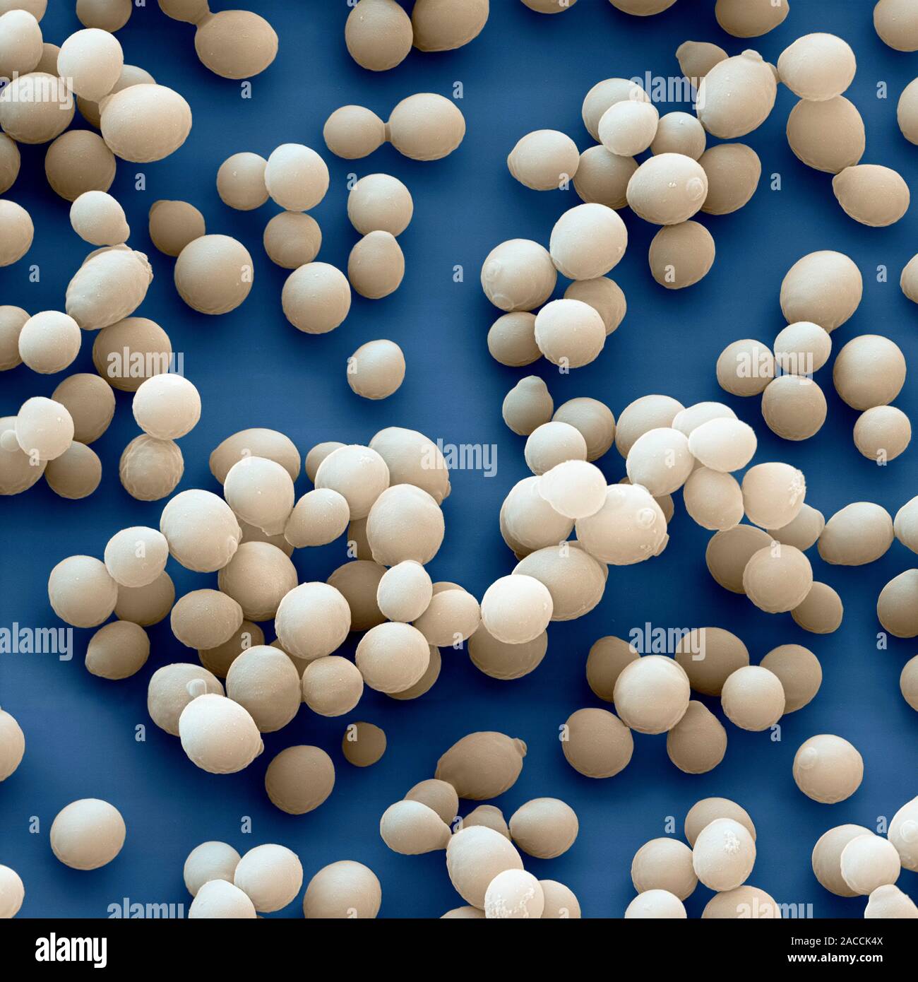 Yeast cells. Coloured scanning electron micrograph (SEM) of cells