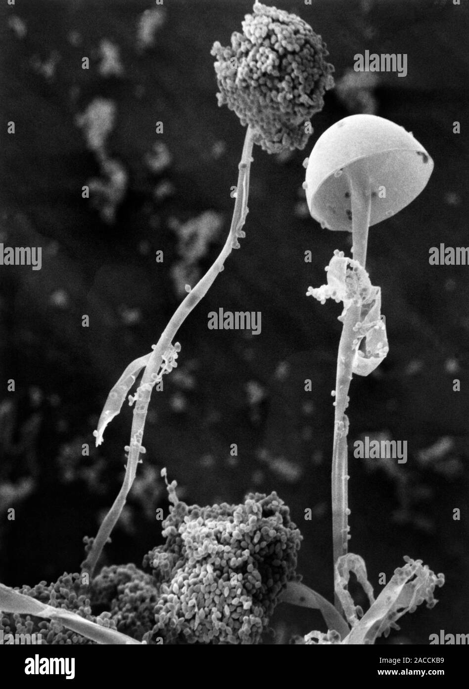 Common bread mould. Scanning electron micrograph (SEM) of common bread