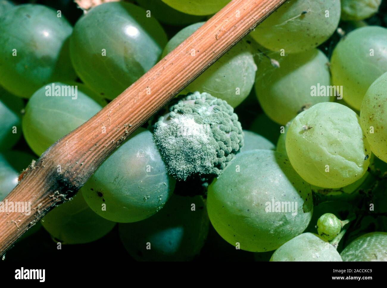 Mouldy grape. Grey mould (Botrytis cinerea) growing on a grape (Vitis