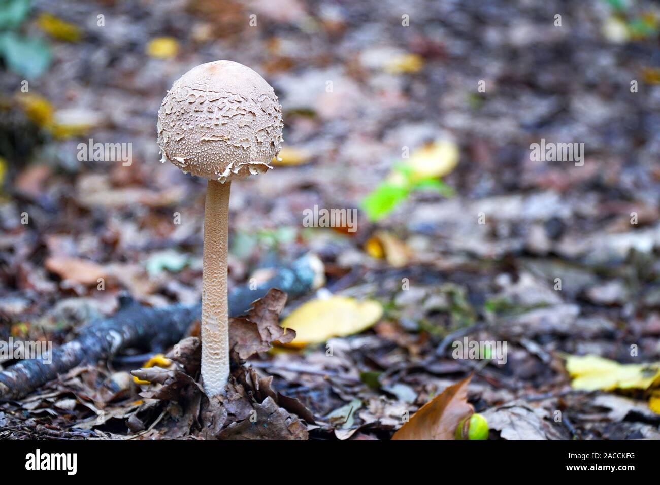 Poisonous inedible mushroom growing in the forest. Stock Photo